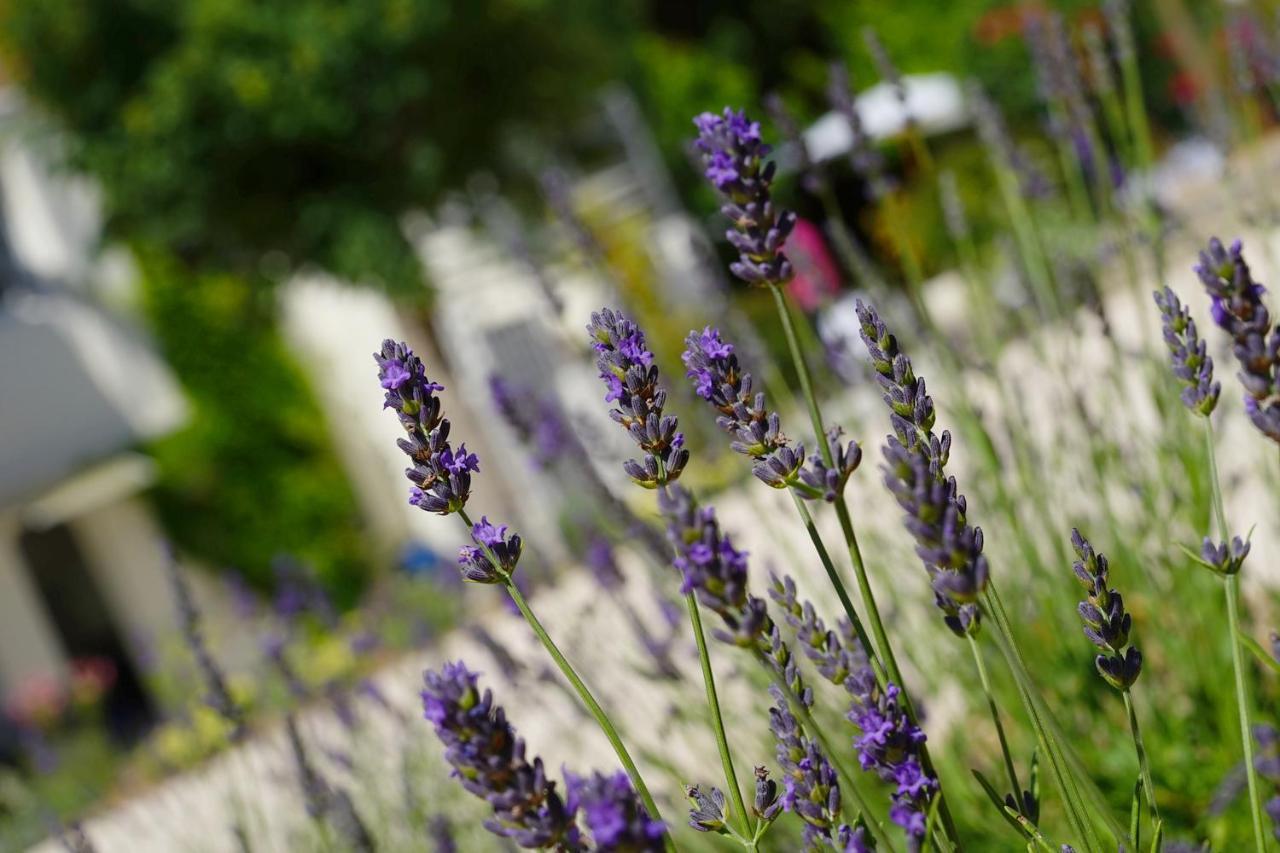 Logis Hotel Le Blason De Provence Monteux Exterior photo